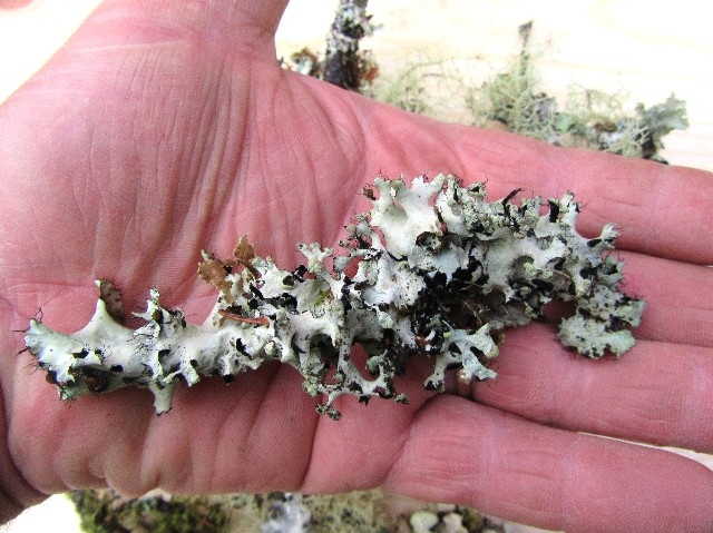 Mini Lichen Branches 1-Gallon Bag